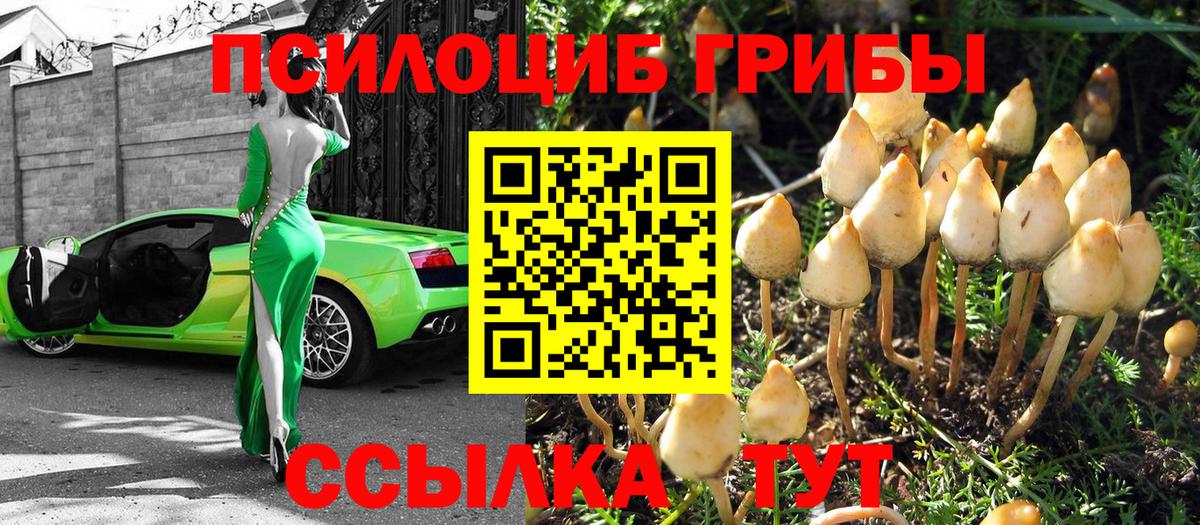 Галлюциногенные грибы Psilocybine cubensis Ханты-Мансийск